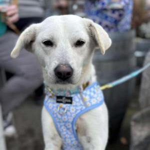 2nd Image of Lola, Lost Dog