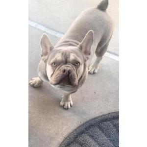 Image of Vinnie, Lost Dog