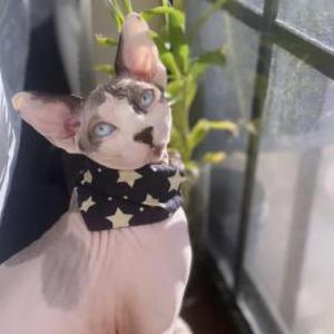 Image of guido mister babee, Lost Cat