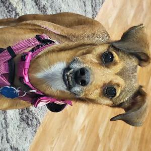 Image of sugar, Lost Dog