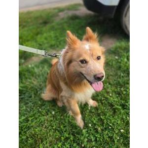 Image of Casper, Lost Dog