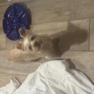 Image of Unknown, Found Dog