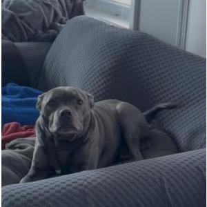 Image of Harley, Lost Dog
