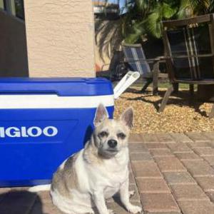 Image of Benji, Lost Dog