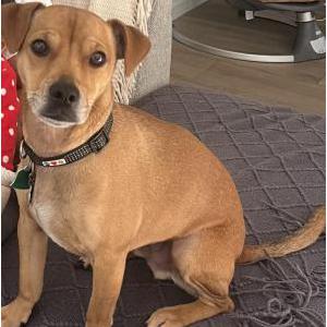 Lost Dog Benny