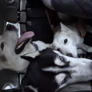 Found Dog Unlnown