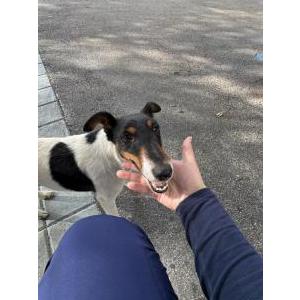 Found Dog Unknown