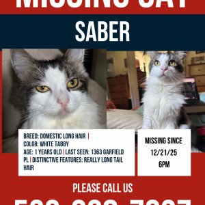 Image of Saber, Lost Cat
