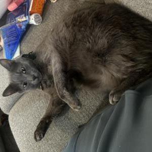 Image of Jinx, Lost Cat