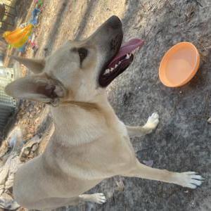 Image of Unknown, Found Dog