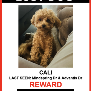 Image of Cali, Lost Dog
