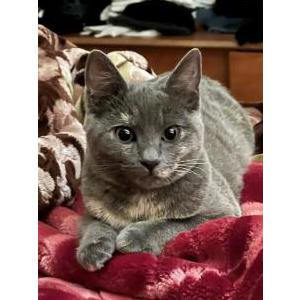 Image of Layla, Lost Cat