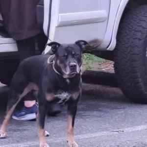 Lost Dog Mavrick