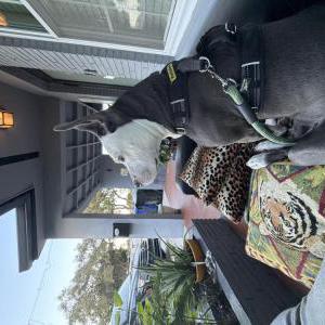 Lost Dog Unknown