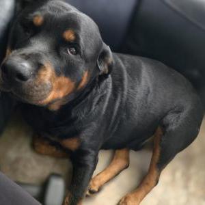 Lost Dog Beauty