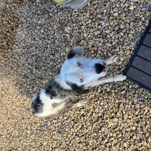 Image of Unknown, Found Dog