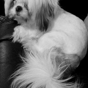Lost Dog Spanky