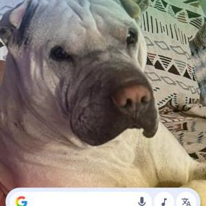 Image of Casper, Lost Dog