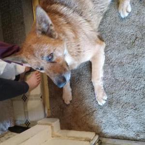 Found Dog Unknown