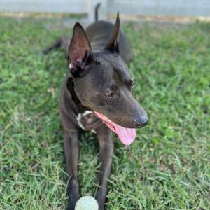 Image of Bullet, Lost Dog