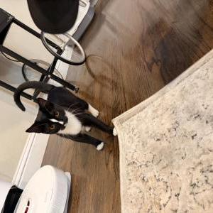Image of Scoop, Lost Cat