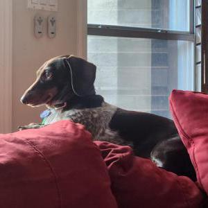 Lost Dog Moose