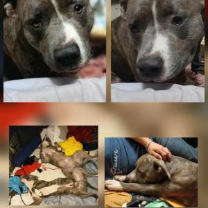 Image of Brutus, Lost Dog