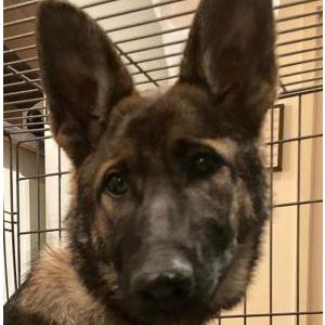 Image of unknown, Found Dog