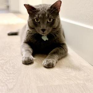Image of Potter, Lost Cat