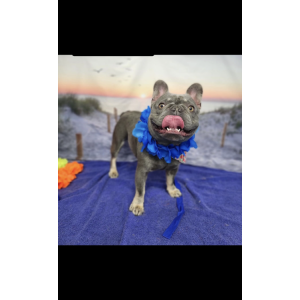 Lost Dog diesel