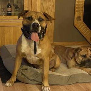 Image of Beast, Lost Dog