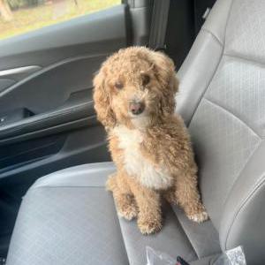 Lost Dog Dax