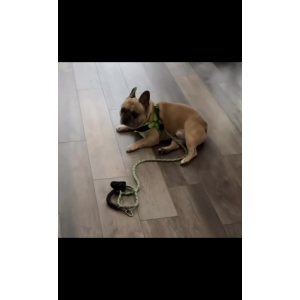 Image of Navarre, Lost Dog