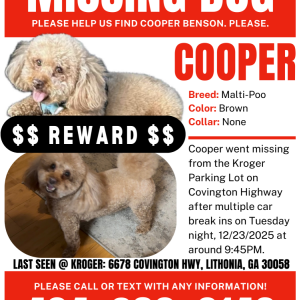 Image of Cooper, Lost Dog
