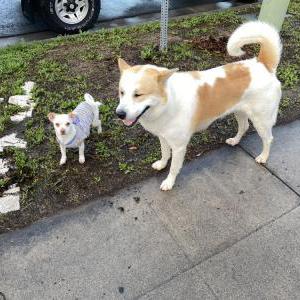 Image of Unknown, Found Dog