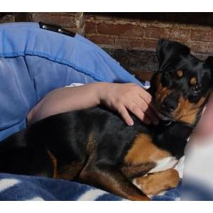 Image of Jezzie-Belle, Lost Dog