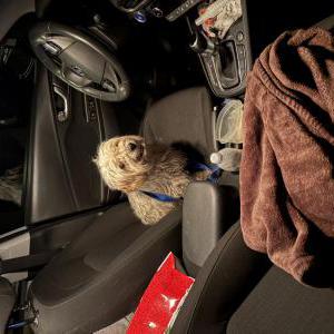 Image of Unknown, Found Dog