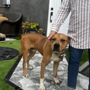 Found Dog Unknown