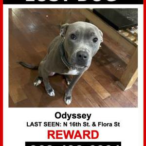 Lost Dog Odyssey