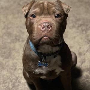 Lost Dog Fang