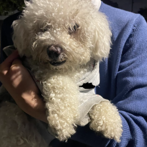 Found Dog Unknown
