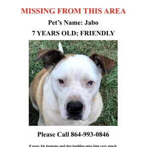 Image of Jabo, Lost Dog