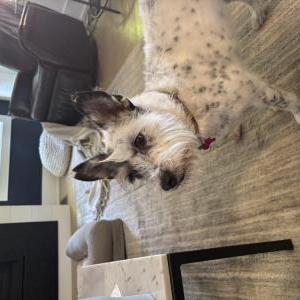 Image of Gracie, Lost Dog