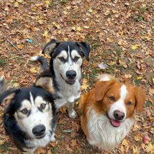 Image of Scrappy benjiduke, Lost Dog