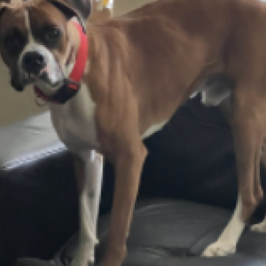 Image of Nemo, Lost Dog