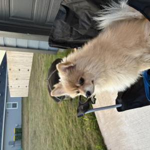 Image of Ryder, Lost Dog