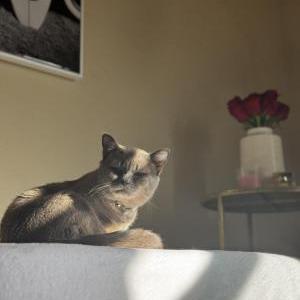 Image of Kanye, Lost Cat