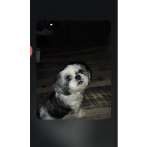 Image of Izzy, Lost Dog