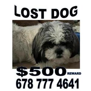 Image of Lilly, Lost Dog