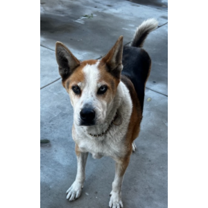 Lost Dog Arthur